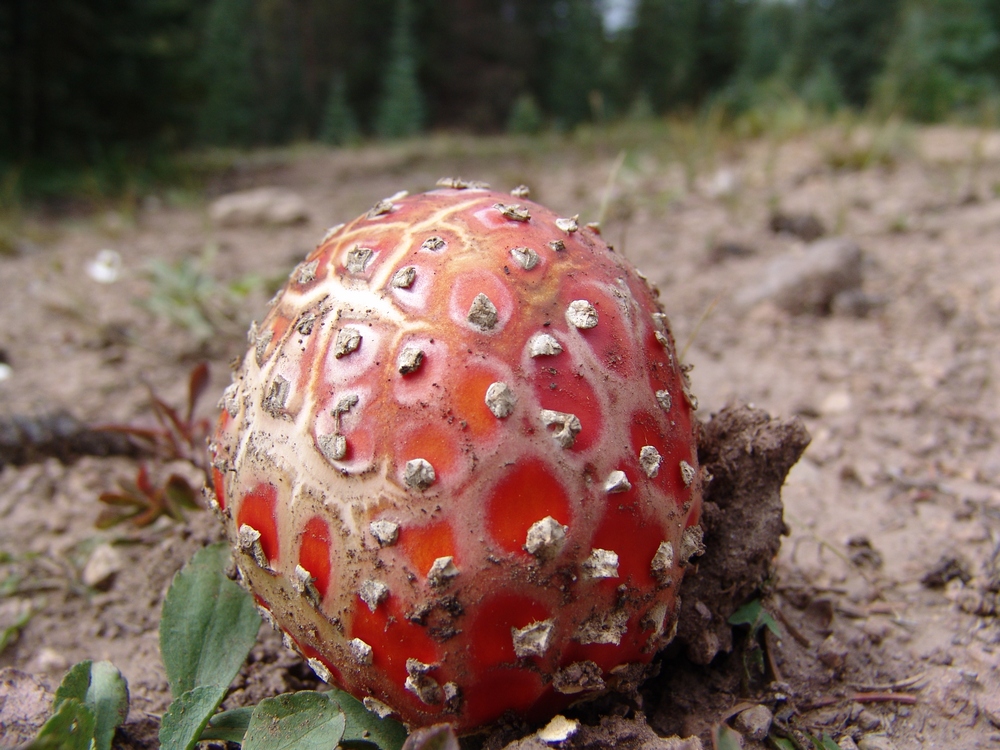 Fly Agaric Mushroom